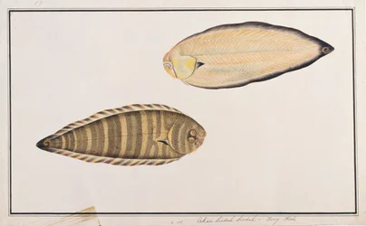 Zebra Sole, aus Zeichnungen von Fischen aus Malakka, ca. 1805-18